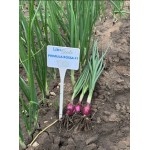 Прімула F1 10000 насіння червоної озимої цибулі, Libra Seeds, Італія